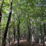 春日沢ノ頭(1235.1m) 春日山(1158m)・鳥坂トンネルより